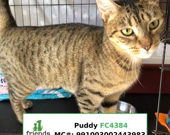 Puddy (Adopted)