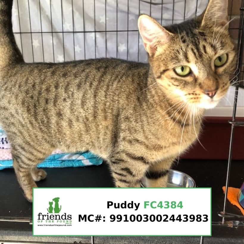 Puddy (Adopted)