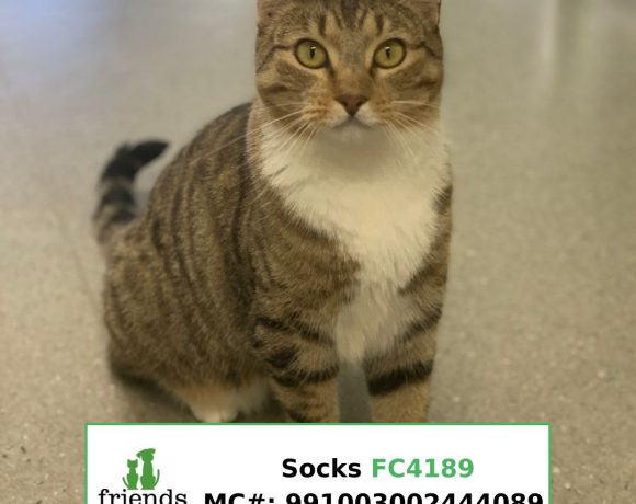 Socks (Adopted)