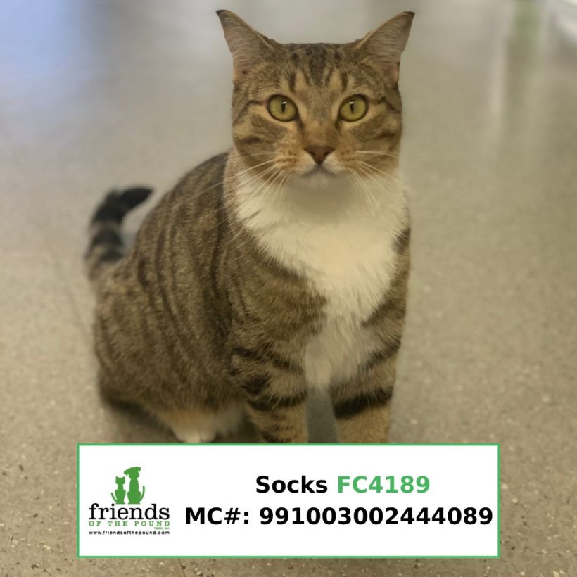 Socks (Adopted)