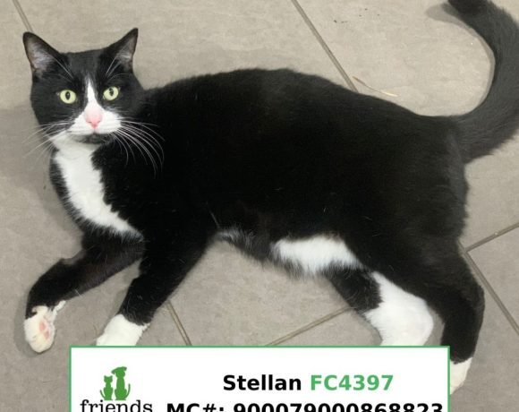 Stellan (Adopted)