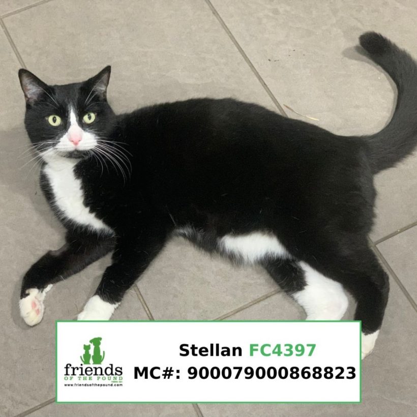 Stellan (Adopted)