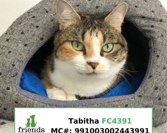 Tabitha (Adopted)