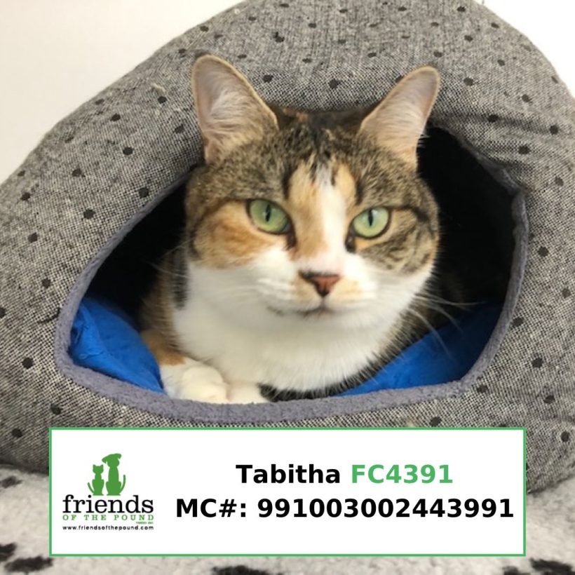 Tabitha (Adopted)