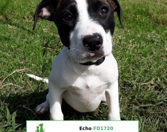 Echo (Adopted)