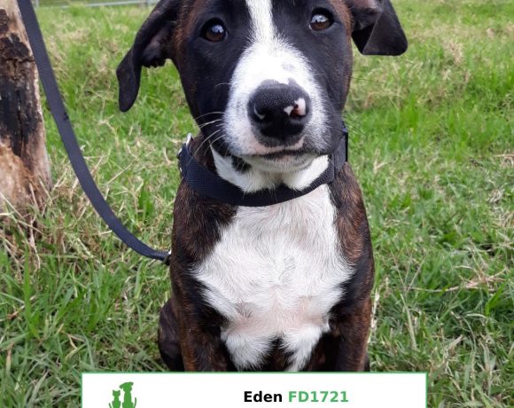 Eden (Adopted)