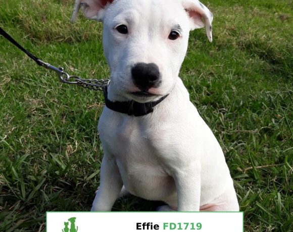 Effie (Adopted)