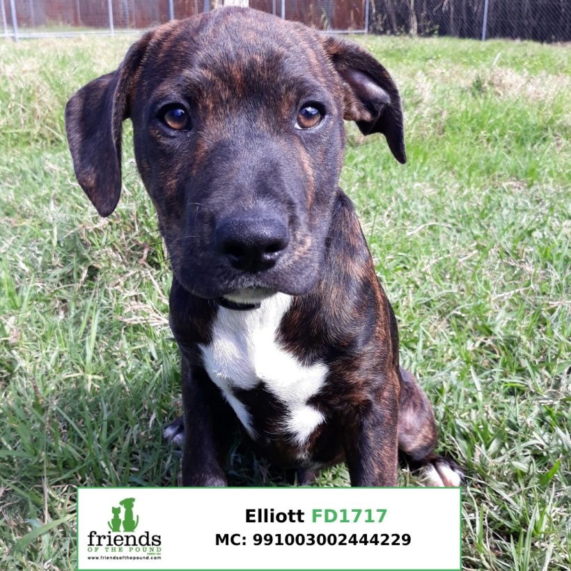 Elliot (Adopted)