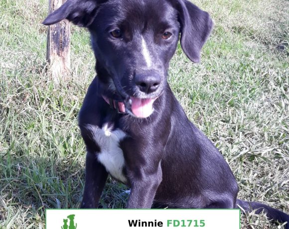 Winnie (Adopted)