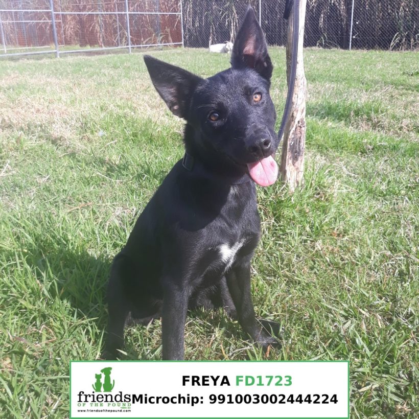 Freya (Adopted)