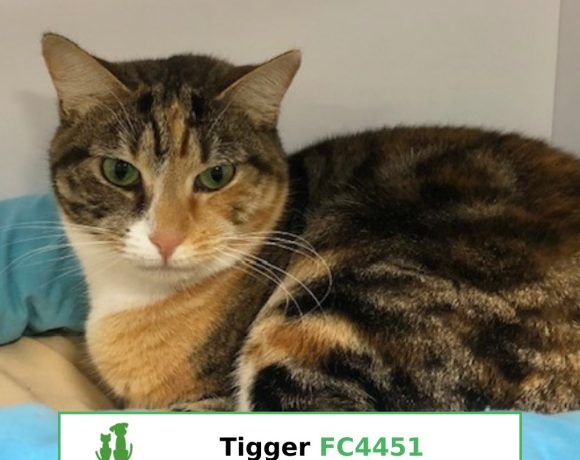 Tigger (Adopted)