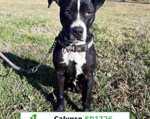 Calypso (Adopted)