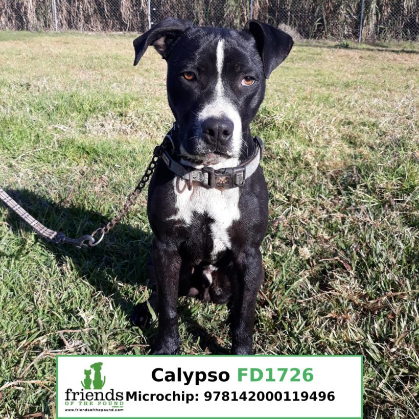 Calypso