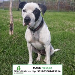 Mack