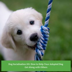 Dog Socialisation 101: How to Help Your Adopted Dog Get Along with Others