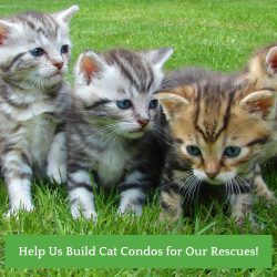 Help Us Build Cat Condos for Our Rescues!