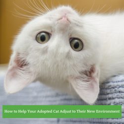 How to Help Your Adopted Cat Adjust to Their New Home