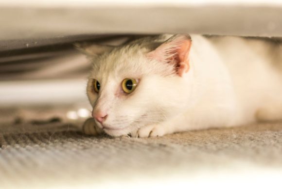 Cracking the Cat Code: Why Your Adopted Feline Hides or Keeps Their Distance