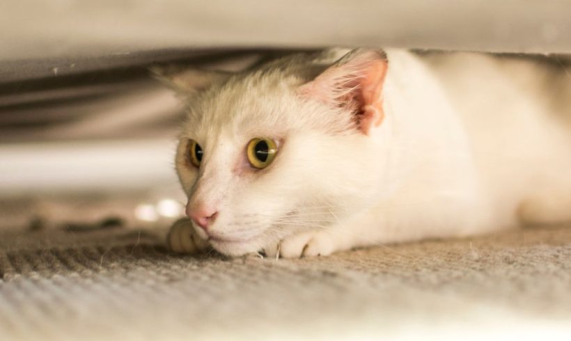 Cracking the Cat Code: Why Your Adopted Feline Hides or Keeps Their Distance