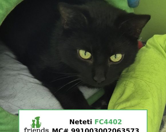 Neteti (Adopted)