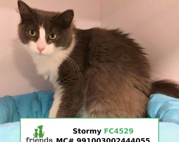 Stormy (Adopted)