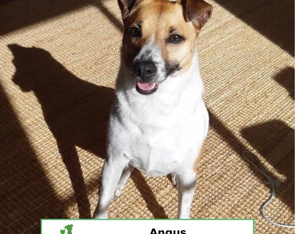 Angus (Adopted)