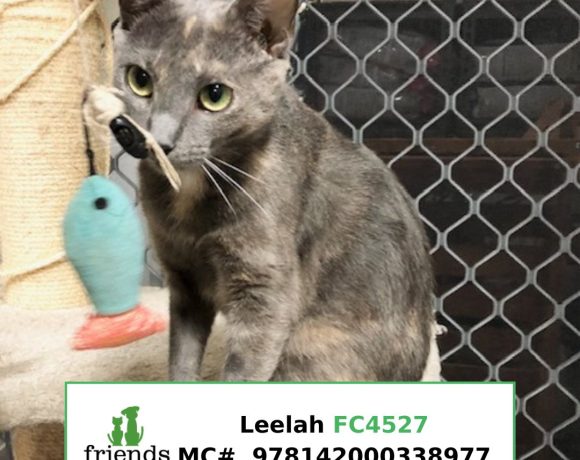 Leelah (Adopted)