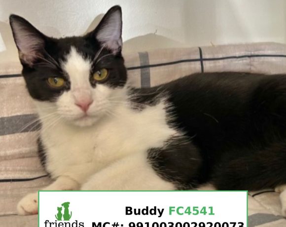 Buddy Buddy