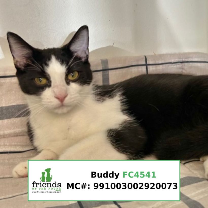 Buddy