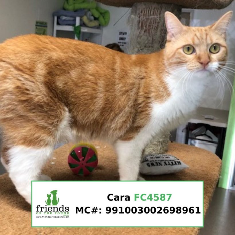 Cara