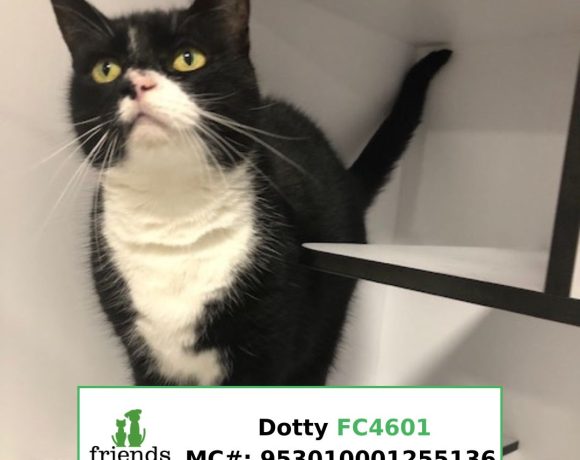 Dotty Dotty