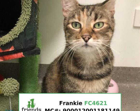 Frankie Frankie