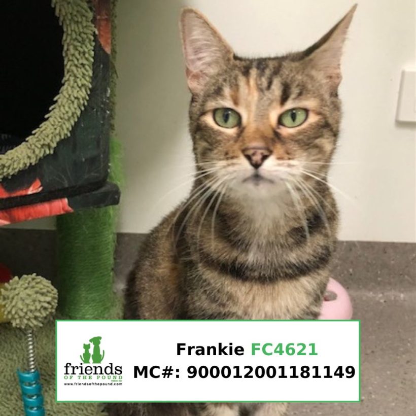 Frankie