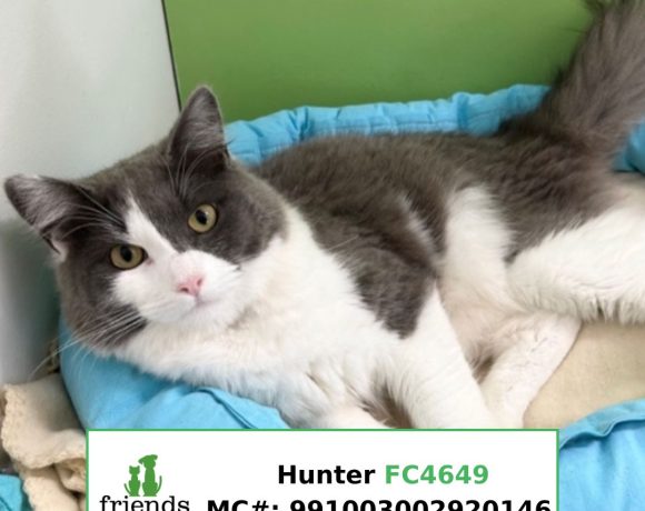 Hunter Hunter