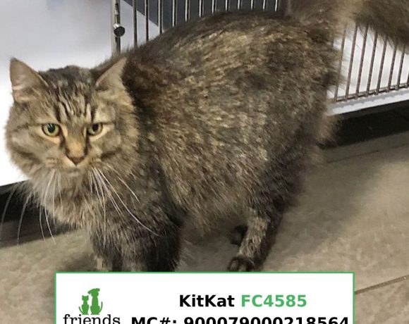 KitKat KitKat