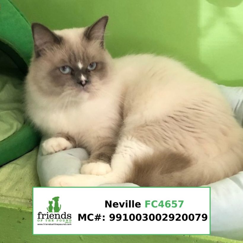 Neville