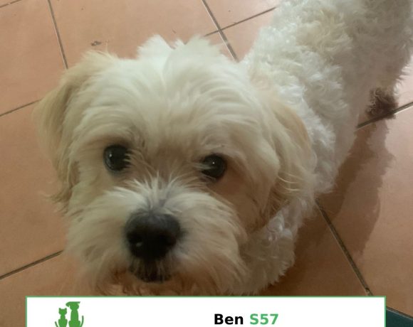 Ben Ben