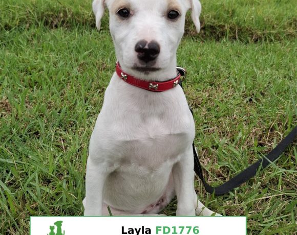 Layla Layla