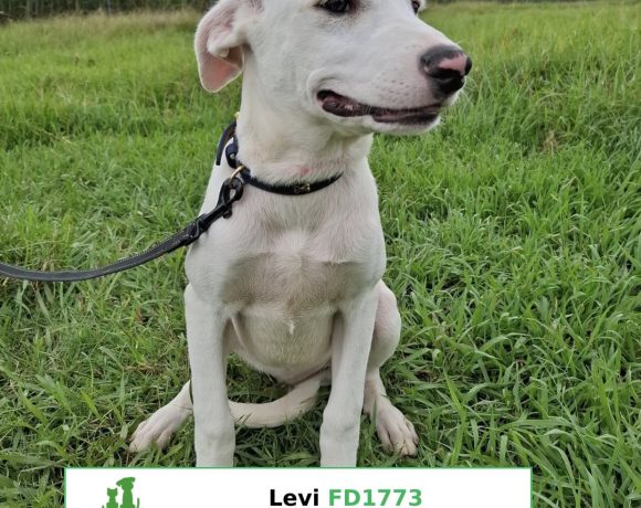 Levi Levi