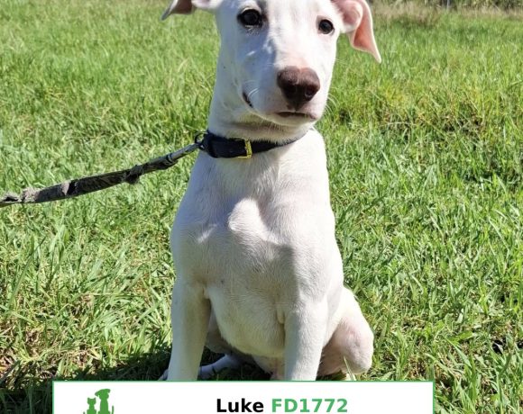 Luke Luke
