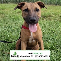 Meli