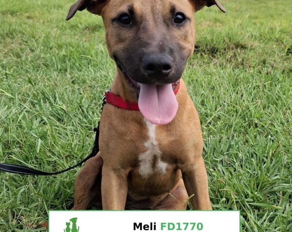 Meli Meli