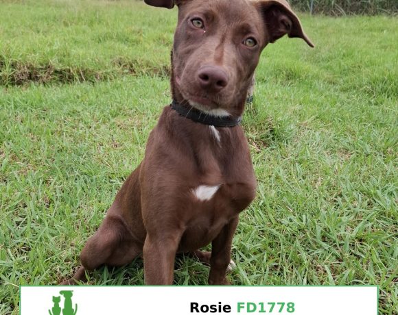 Rosie Rosie