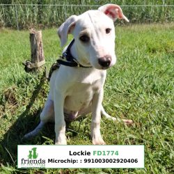 Lockie