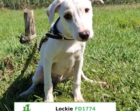 Lockie Lockie