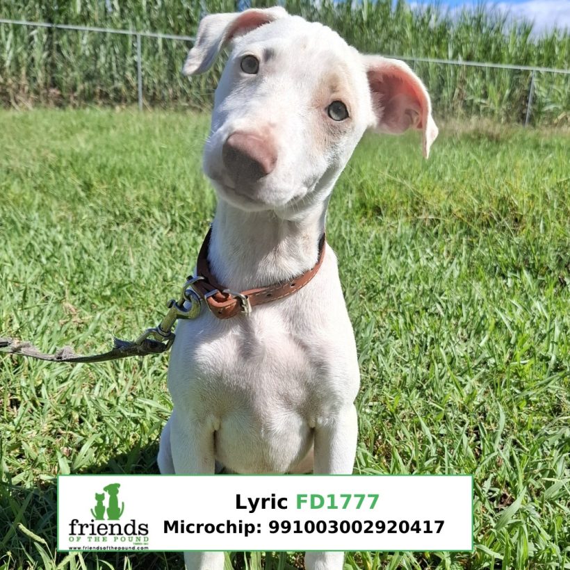Lyric