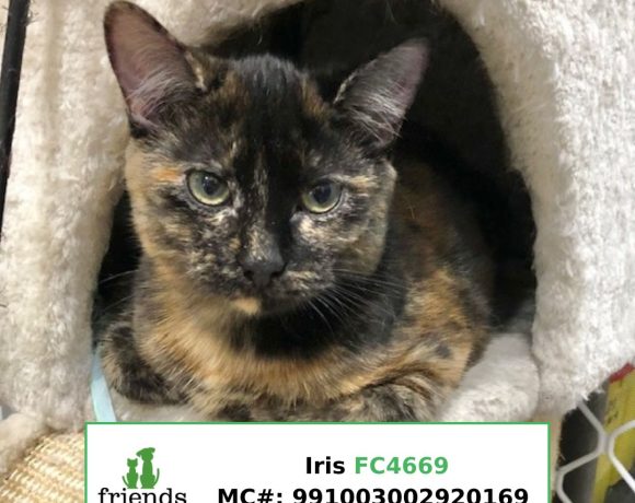 Iris