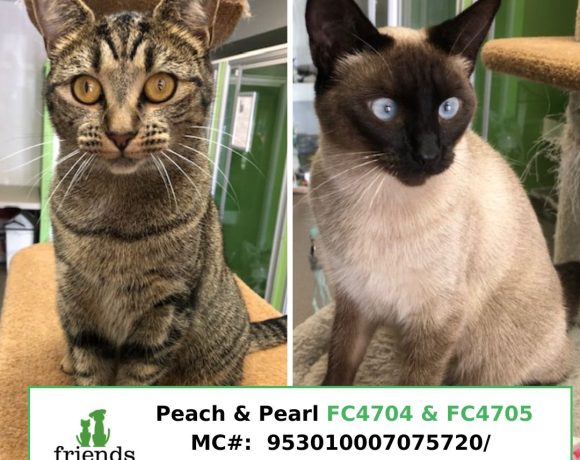 Peach & Pearl