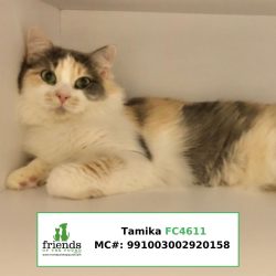 Tamika