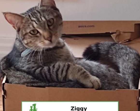 Ziggy